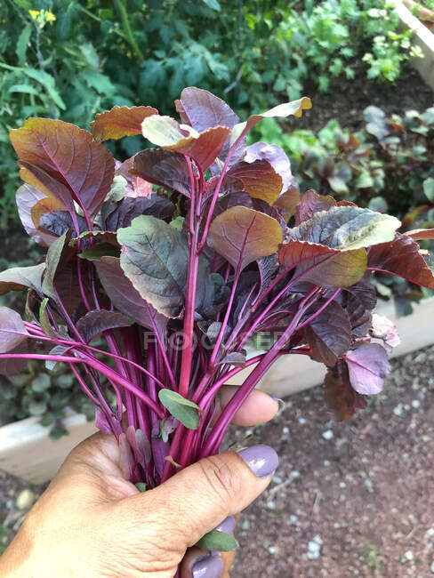 Donna che tiene, verdure appena raccolte in un orto, Stati Uniti — Foto stock