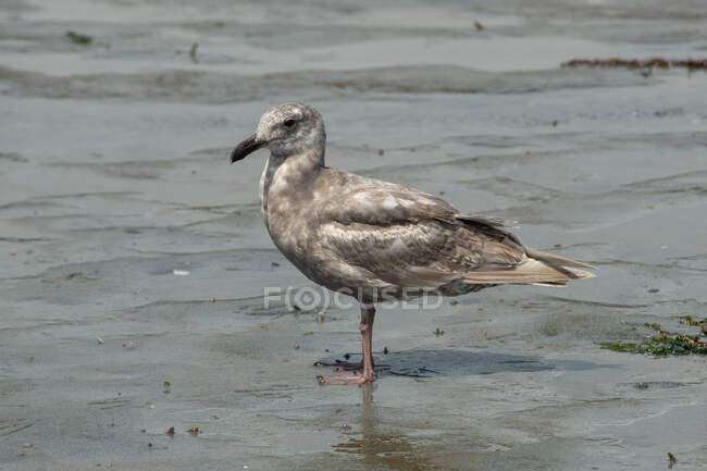 Glaucous-winged gull on the beach, Vancouver Island, British Columbia, Canada — Stock Photo