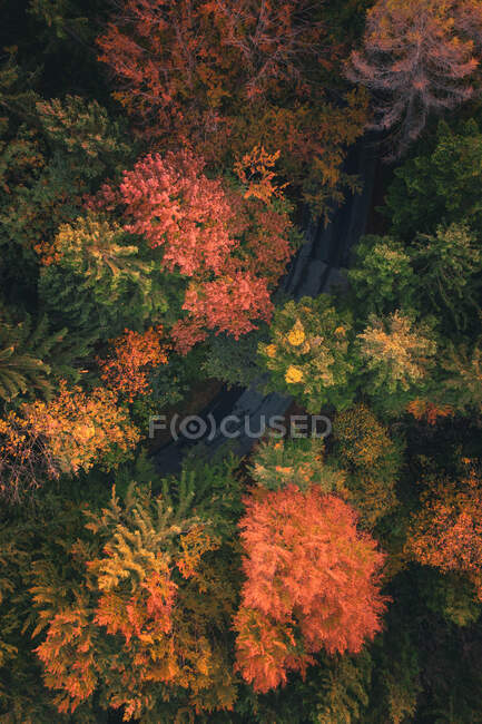 Luftaufnahme einer Straße durch einen Herbstwald, Salzburg, Österreich — Stockfoto