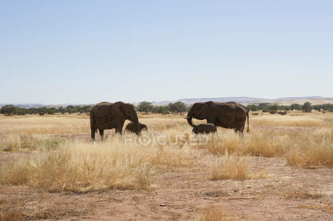 Elefantenkühe mit ihren Kälbern, Namibia — Stockfoto