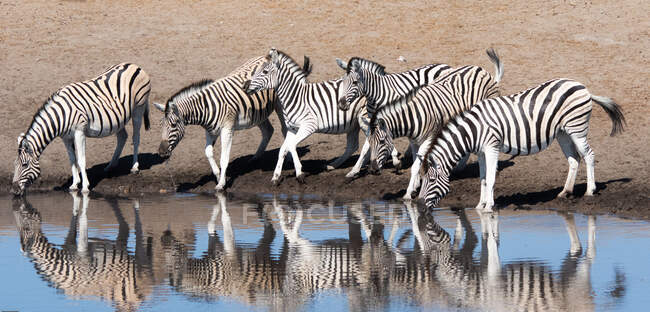 Seis cebras de pie junto a un pozo de agua, Parque Nacional Etosha, Namibia - foto de stock
