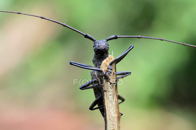 Primo piano di uno scarabeo longhorn, Indonesia — Foto stock