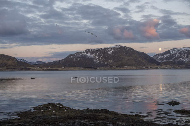 Eider patos en la playa al atardecer, Lofoten, Nordland, Noruega - foto de stock