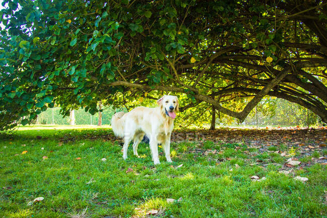 Golden Retriever standing under a tree, United States — Stock Photo