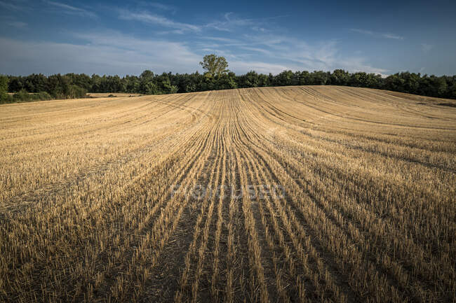 Пшеничное поле после летнего урожая, Витория, Алава, Страна Басков, Испания — стоковое фото