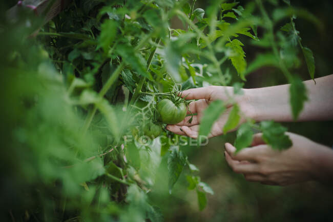 Woman standing in the garden looking at a green tomato, Serbia — Stock Photo