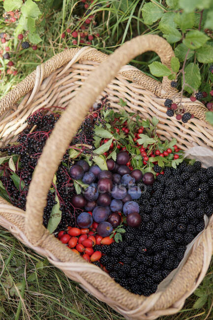 Cesta llena de fruta fresca en un jardín - foto de stock