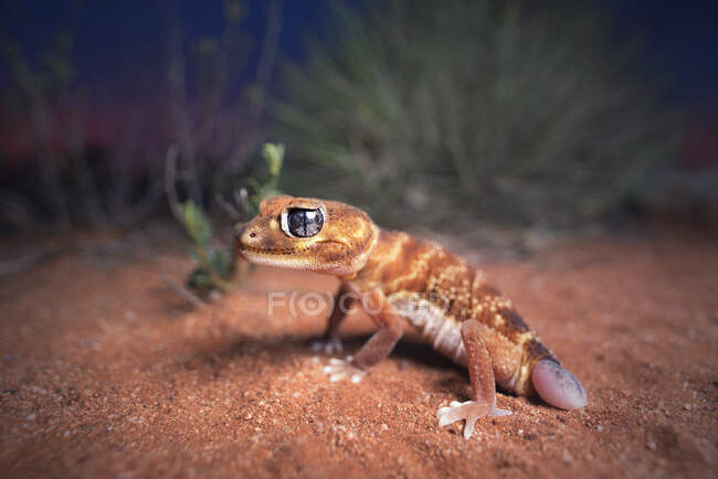 Gecko de tres colas (Nephrurus levis) junto a plantas de espinifex y mallee, Australia - foto de stock