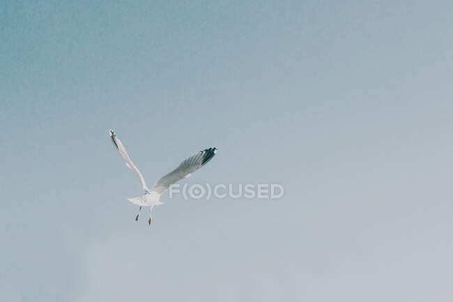 Seagull in flight, Англия, Великобритания — стоковое фото
