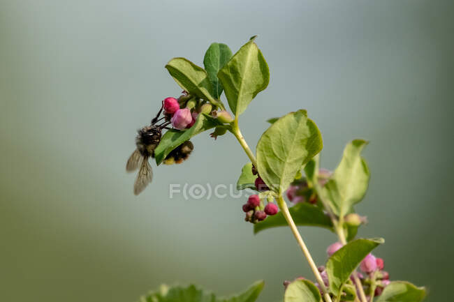 Бджола на квітці, острів Ванкувер (Британська Колумбія, Канада). — стокове фото