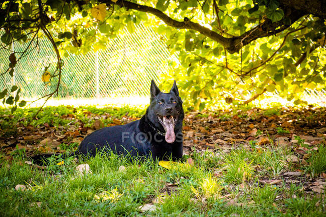 Portrait of a black German shepherd dog lying under a tree, United States — Stock Photo