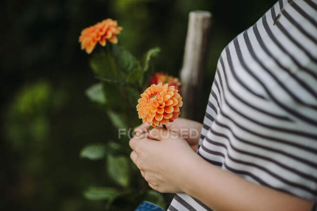Mulher de pé em um jardim segurando uma flor dahlia, Sérvia — Fotografia de Stock