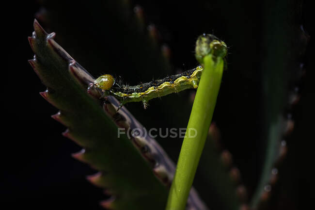 Caterpillar on a plant, Italy — Stock Photo