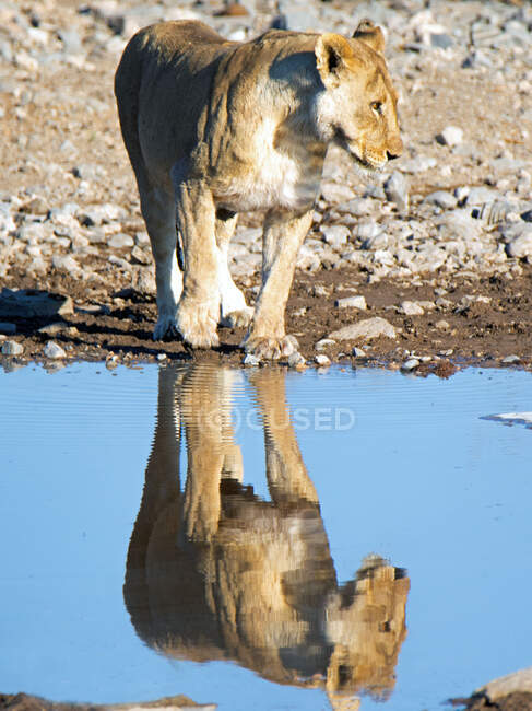 Reflection of a Lioness standing at a water hole, Etosha National Park, Namibia — Stock Photo