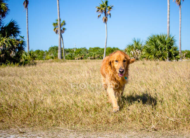 Golden retriever walking through a field, Fort de Soto, Florida, Estados Unidos - foto de stock