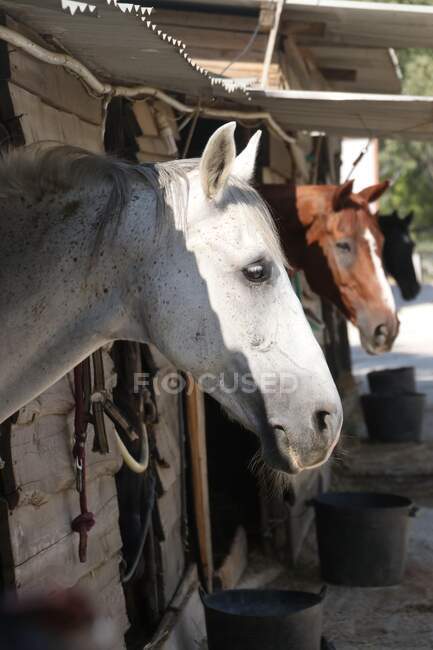 Trois chevaux dans une écurie, Grèce — Photo de stock