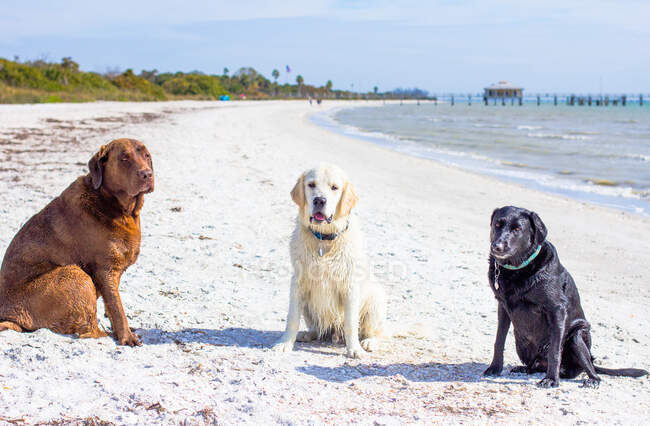 Tre cani labrador retriever seduti sulla spiaggia, Stati Uniti — Foto stock