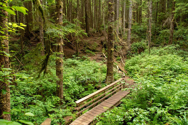Rainforest, Isola di Vancouver, Columbia Britannica, Canada — Foto stock