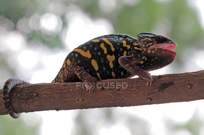 Veiled Chameleon on a branch, Indonesia — Stock Photo