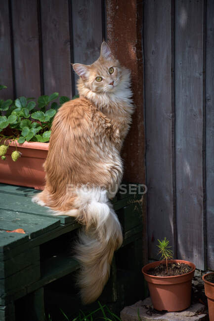 Maine Coon cat sitting by a fence — Stock Photo