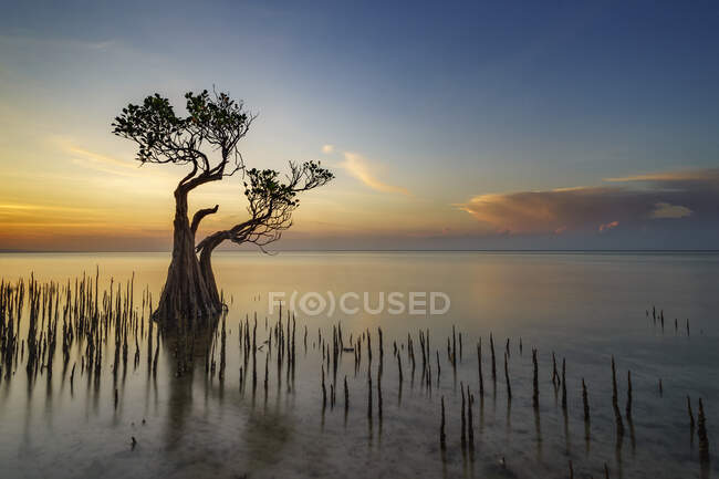 Toma de larga exposición de manglar al atardecer, playa de Walakiri, Suma Oriental, Nusa Tengara Oriental, Indonesia - foto de stock