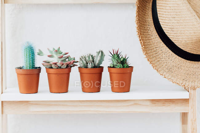 Quattro cactus su uno scaffale accanto a un cappello di paglia — Foto stock