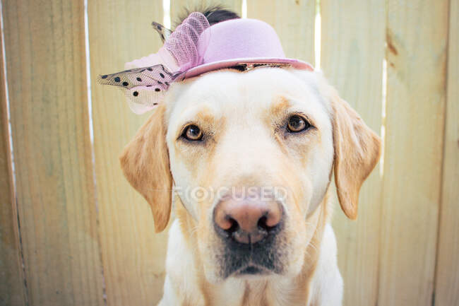 Labrador retriever dog wearing a pink hat — Stock Photo