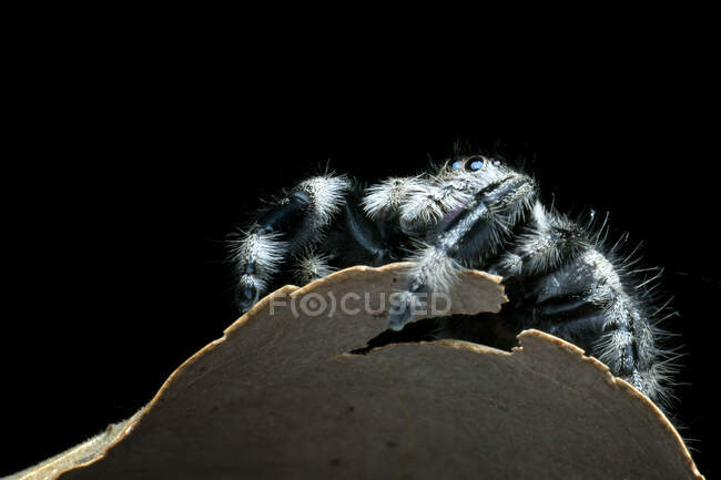 Close-up of a jumping spider, Indonesia — Stock Photo