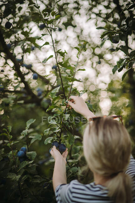 Woman picking plums in her garden, Serbia — Stock Photo