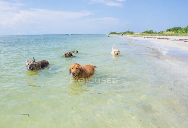 Cinq chiens marchant dans l'océan, États-Unis — Photo de stock