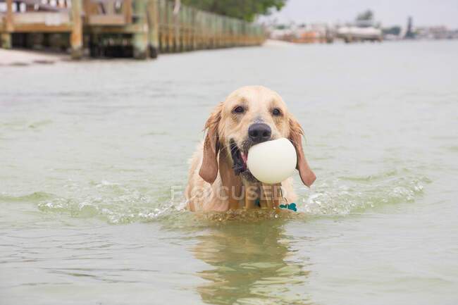 Golden retriever dog fetching a ball in the sea, United States — Stock Photo