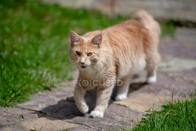 Coon-Katze spaziert im Garten — Stockfoto