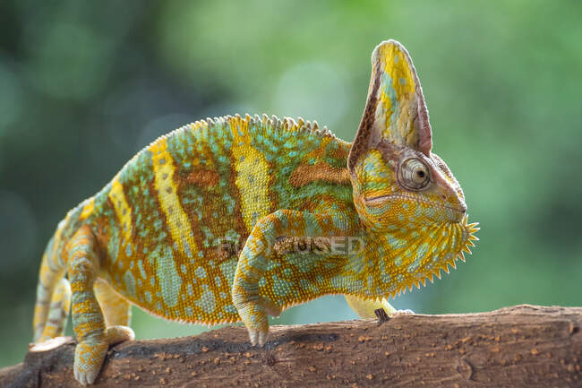 Veiled chameleon on a branch, Indonesia — Stock Photo