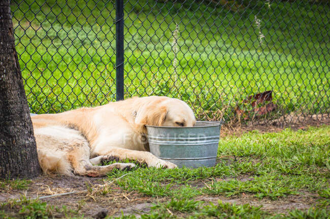 Hund liegt in einem Park und trinkt Wasser aus einem Eimer, Fort de Soto, Florida, Vereinigte Staaten — Stockfoto