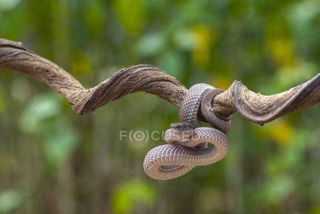 Mangrove pit viper on a branch, Indonesia — Stock Photo