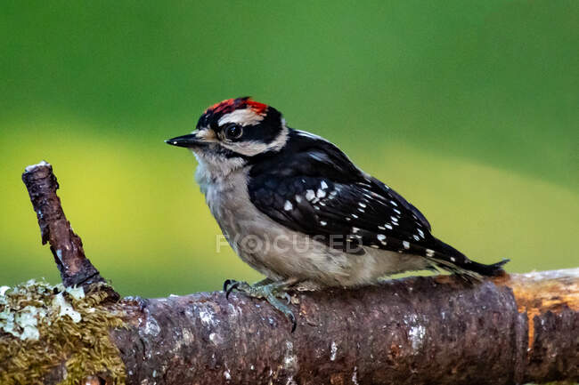 Downy Woodpecker on a branch, Canada — Stock Photo