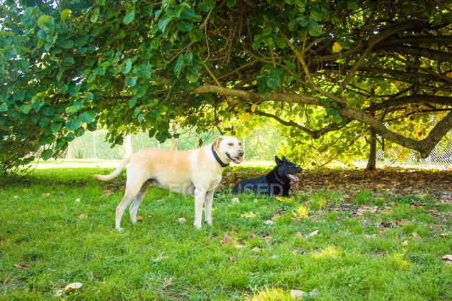 Labrador Retriever und Schäferhund unter einem Baum, Vereinigte Staaten — Stockfoto