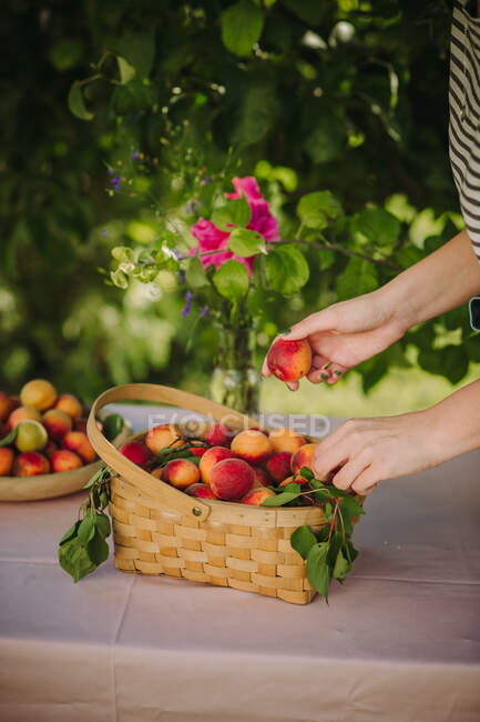 Cropped shot of woman holding apricots over apricots filled basket and plate — Stock Photo