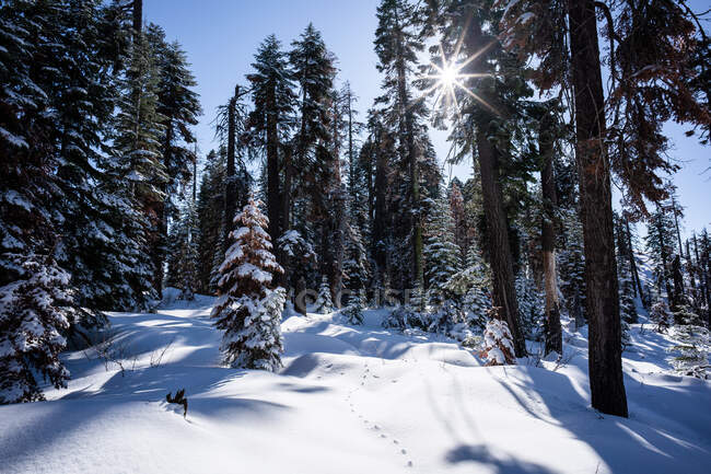 Animal Tracks Through Snowy Pine Forest, Sequoia National Park, California, United States — Stock Photo