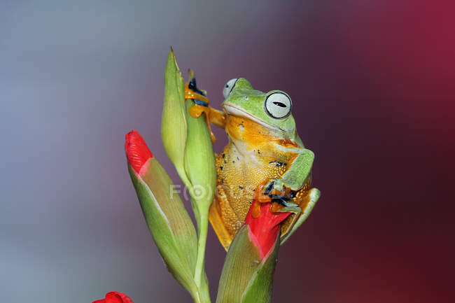 Летюча жаба (rachophorus reverdtii) на листі (Індонезія). — стокове фото