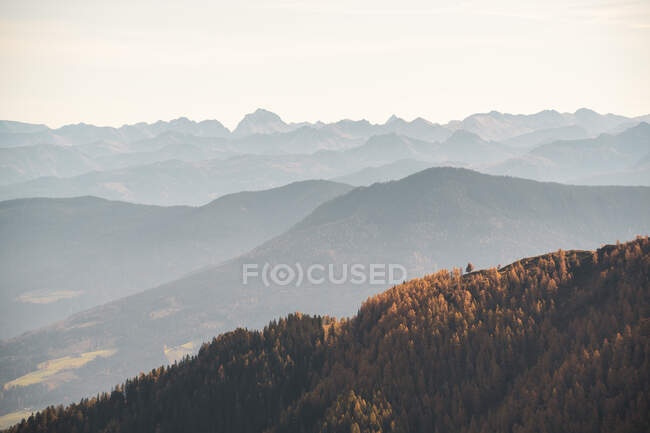 Foresta di larici nelle Alpi austriache, Salisburgo, Austria — Foto stock