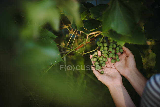 Mulher verificando uvas em uma vinha, Sérvia — Fotografia de Stock