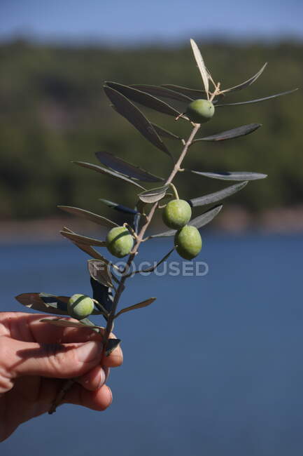 Woman's hand holding an olive branch, Greece — Stock Photo