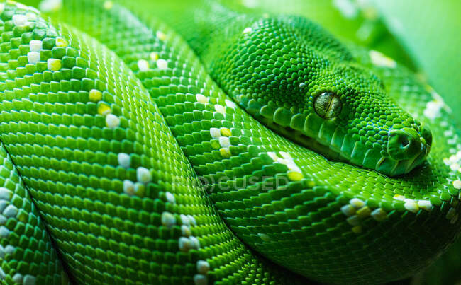 Close-up de uma cobra python árvore verde, Inglaterra, Reino Unido — Fotografia de Stock