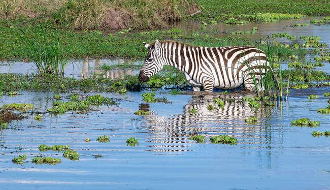 Zèbre debout dans une rivière, réserve nationale de Samburu, Kenya — Photo de stock
