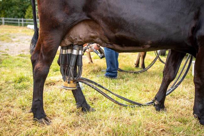Close-up de uma vaca a ser ordenhada por uma máquina de ordenha, Irlanda — Fotografia de Stock