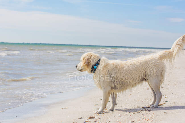 Golden Retriever Puppy standing on beach at water's edge, United States — Stock Photo