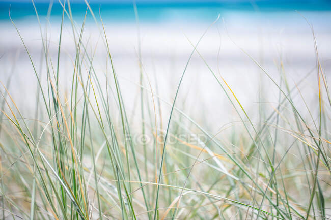 Primer plano de la hierba marina creciendo en la playa, Australia - foto de stock