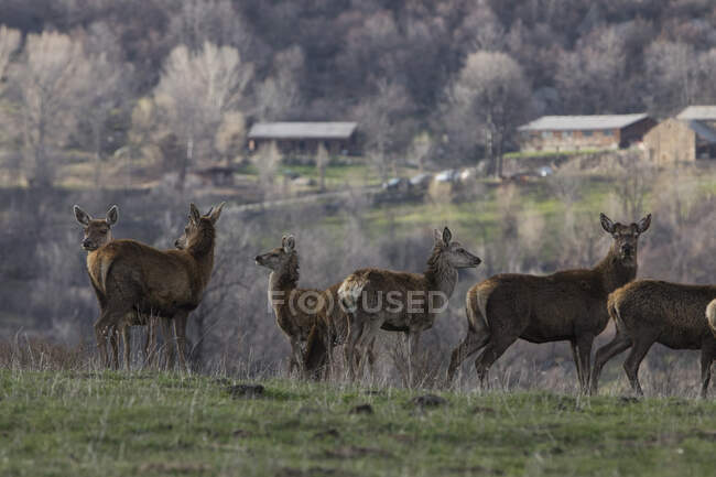 Capcir deer in the Pyrenees, France — Stock Photo