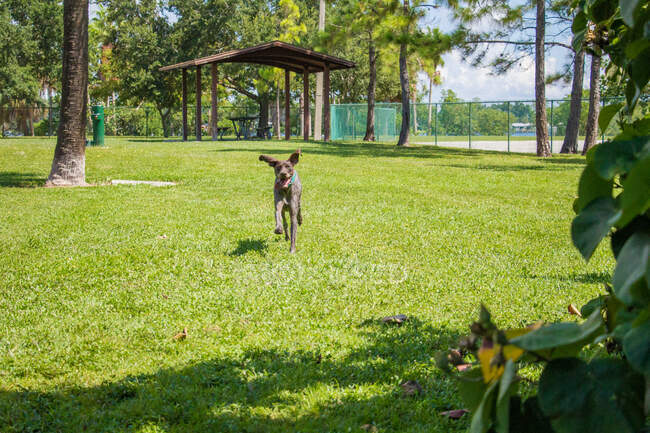 Немецкая короткометражная собака, бегущая в собачьем парке, США — стоковое фото